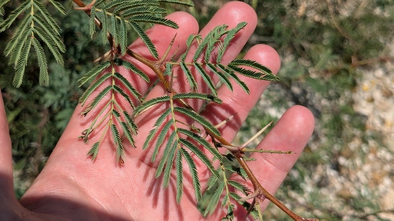 Bravo Acacia photo 4