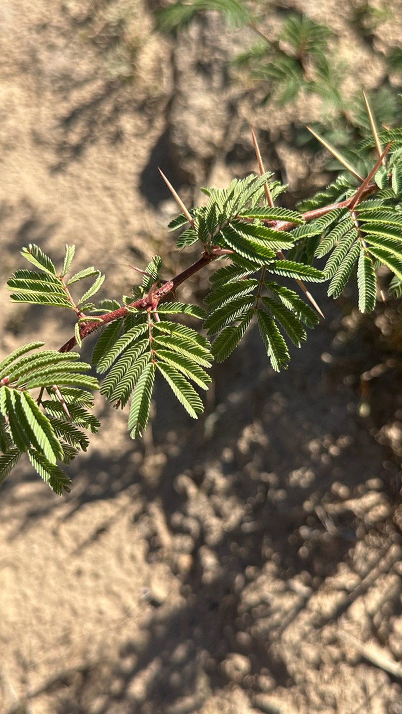 Bravo Acacia photo 5
