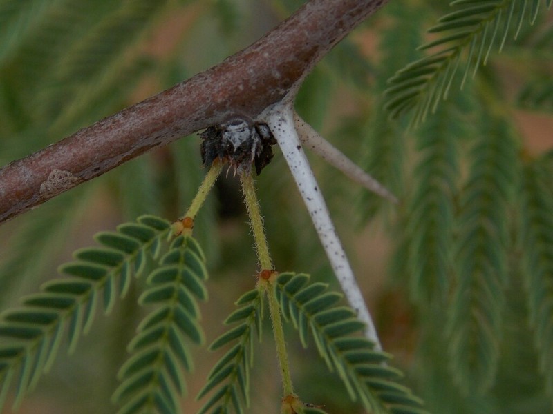 Bravo Acacia photo 7
