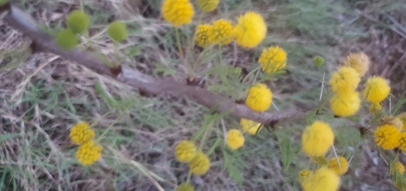 Bravo Acacia photo 8