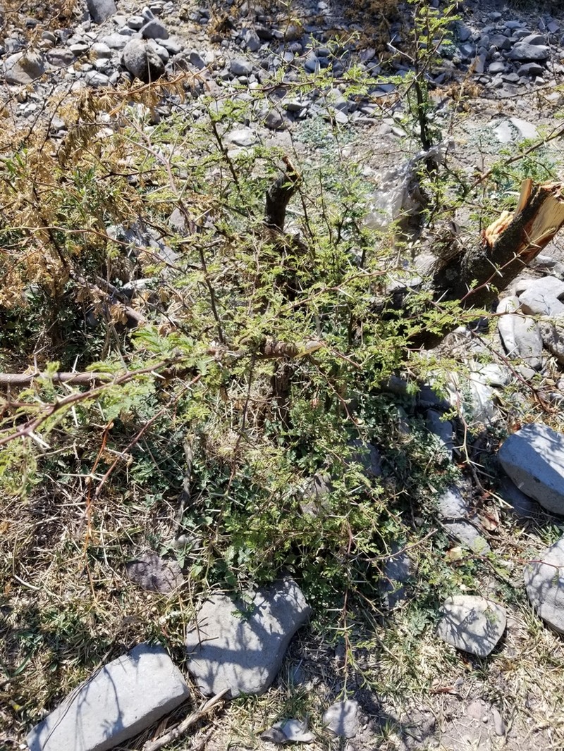 Whitethorn Acacia