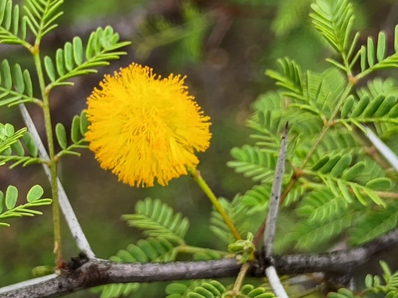 Whitethorn Acacia photo 2