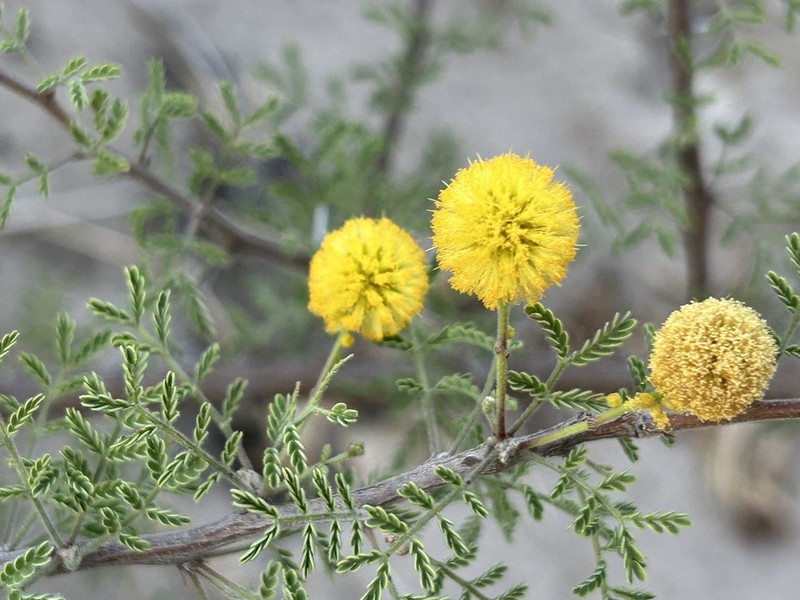 Whitethorn Acacia photo 3