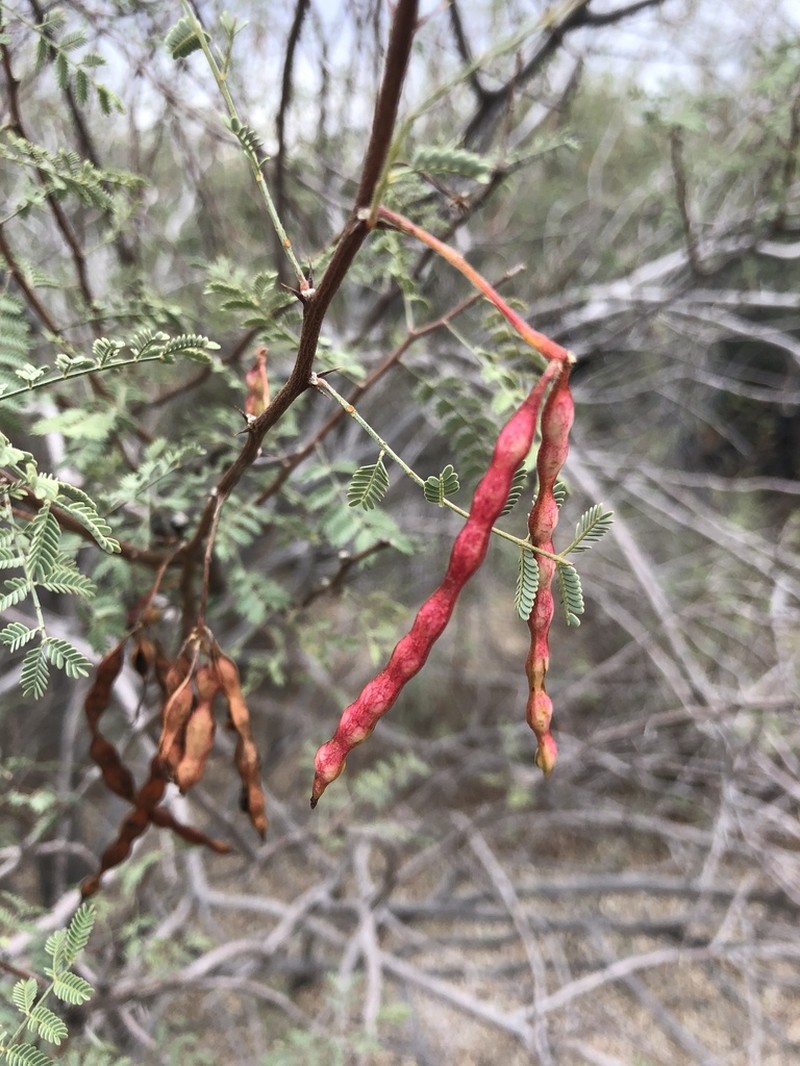 Whitethorn Acacia photo 4
