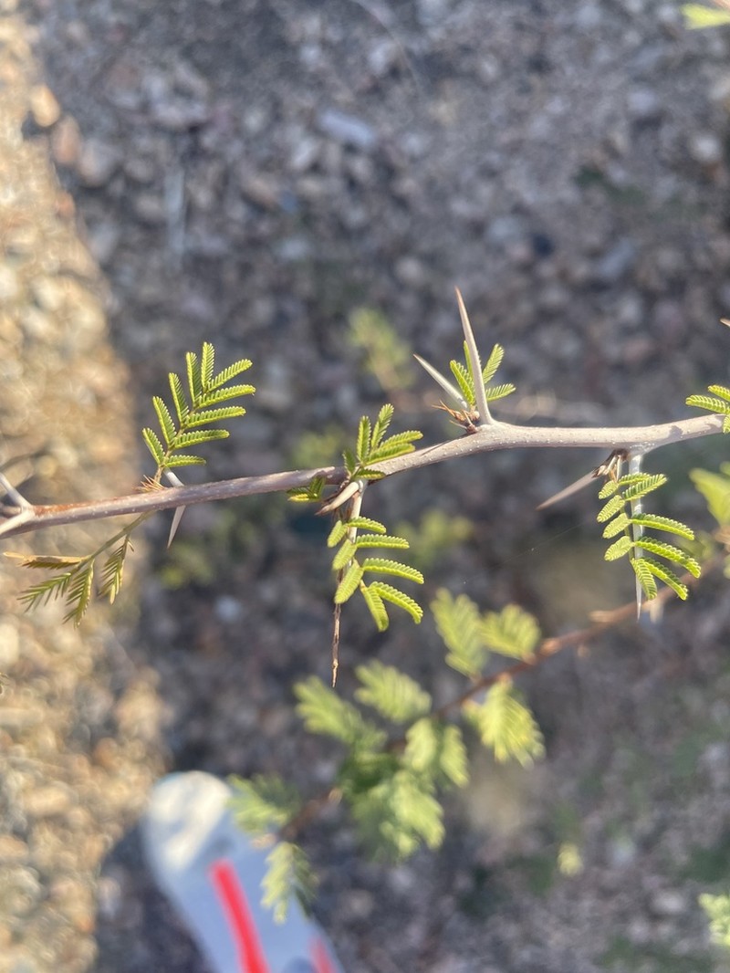 Whitethorn Acacia photo 5