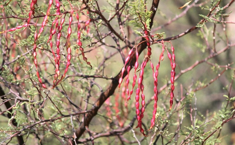 Whitethorn Acacia photo 6