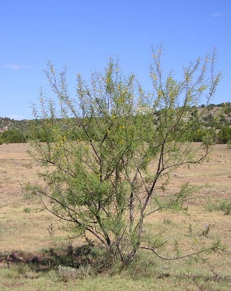 Whitethorn Acacia photo 7