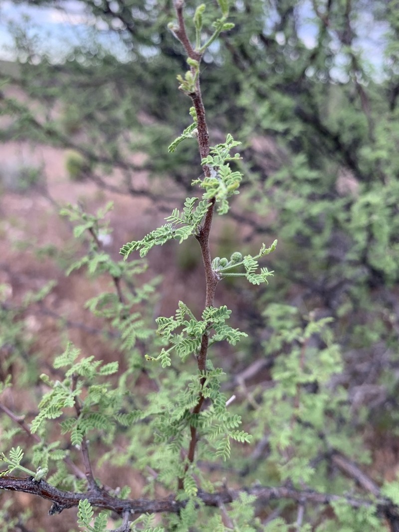 Whitethorn Acacia photo 8