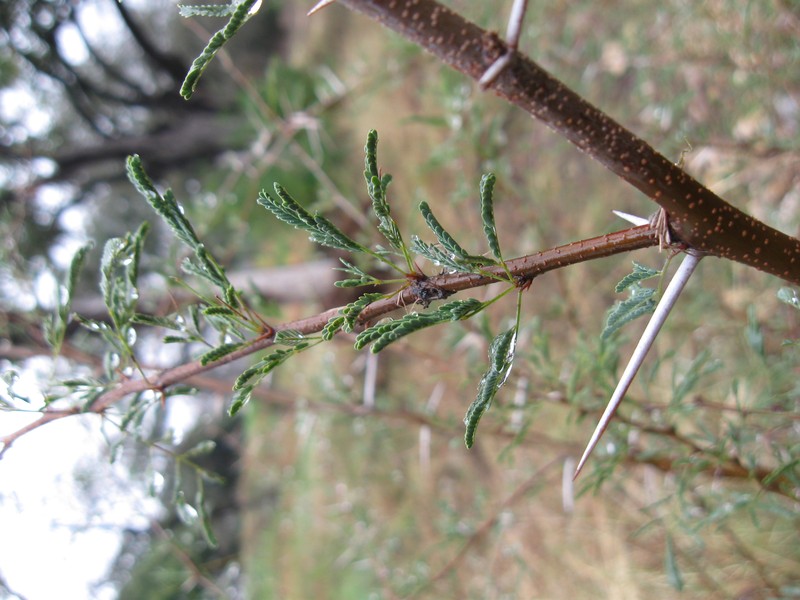 Whitethorn Acacia photo 2