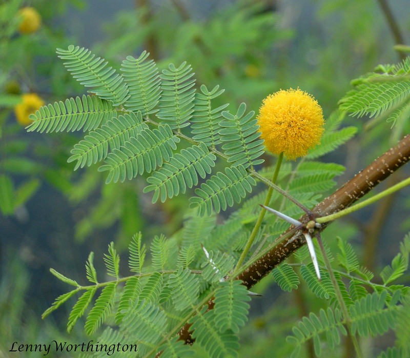 Whitethorn Acacia photo 3