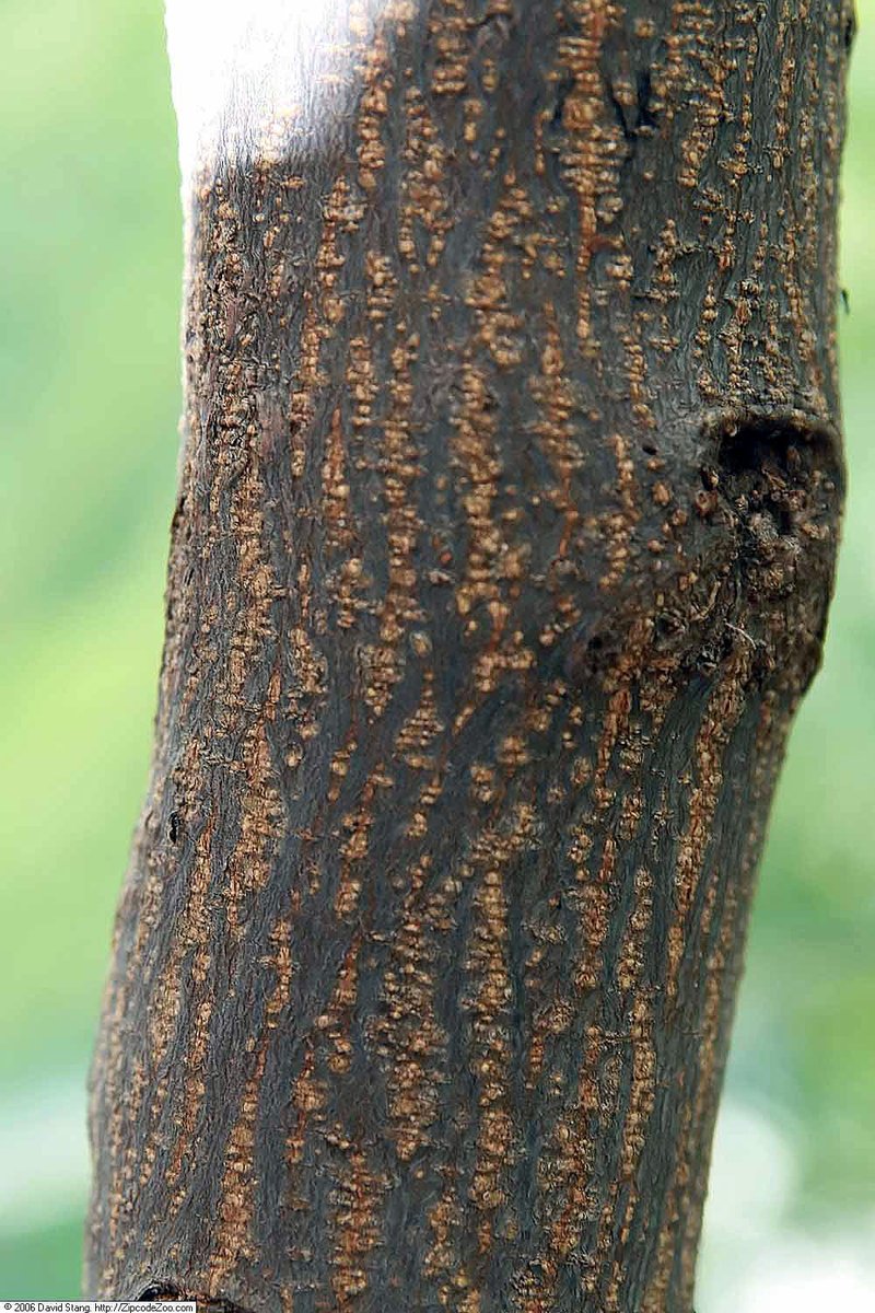 Bullhorn Wattle photo 3