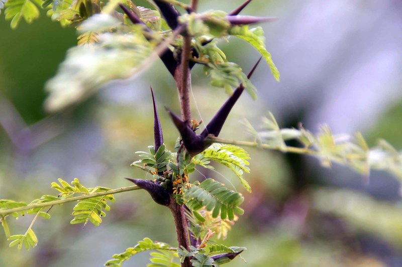 Bullhorn Wattle photo 4