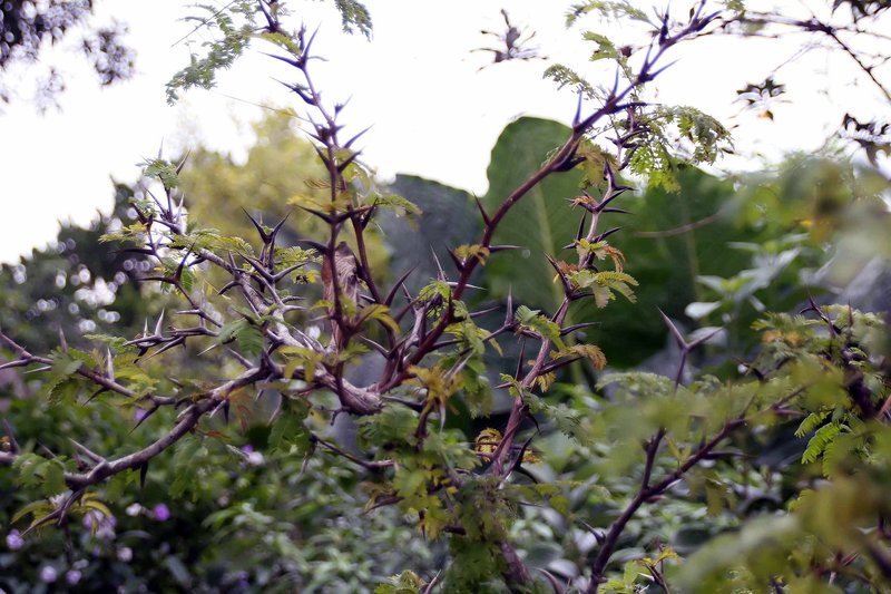 Bullhorn Wattle photo 5