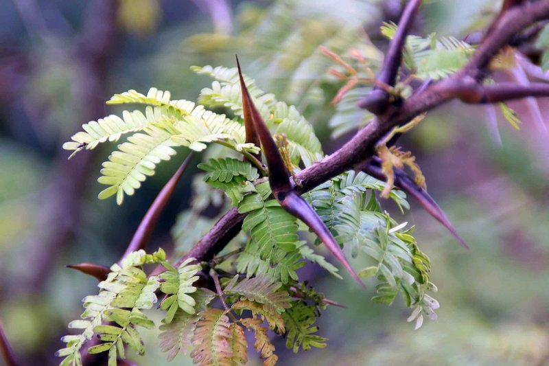 Bullhorn Wattle photo 6