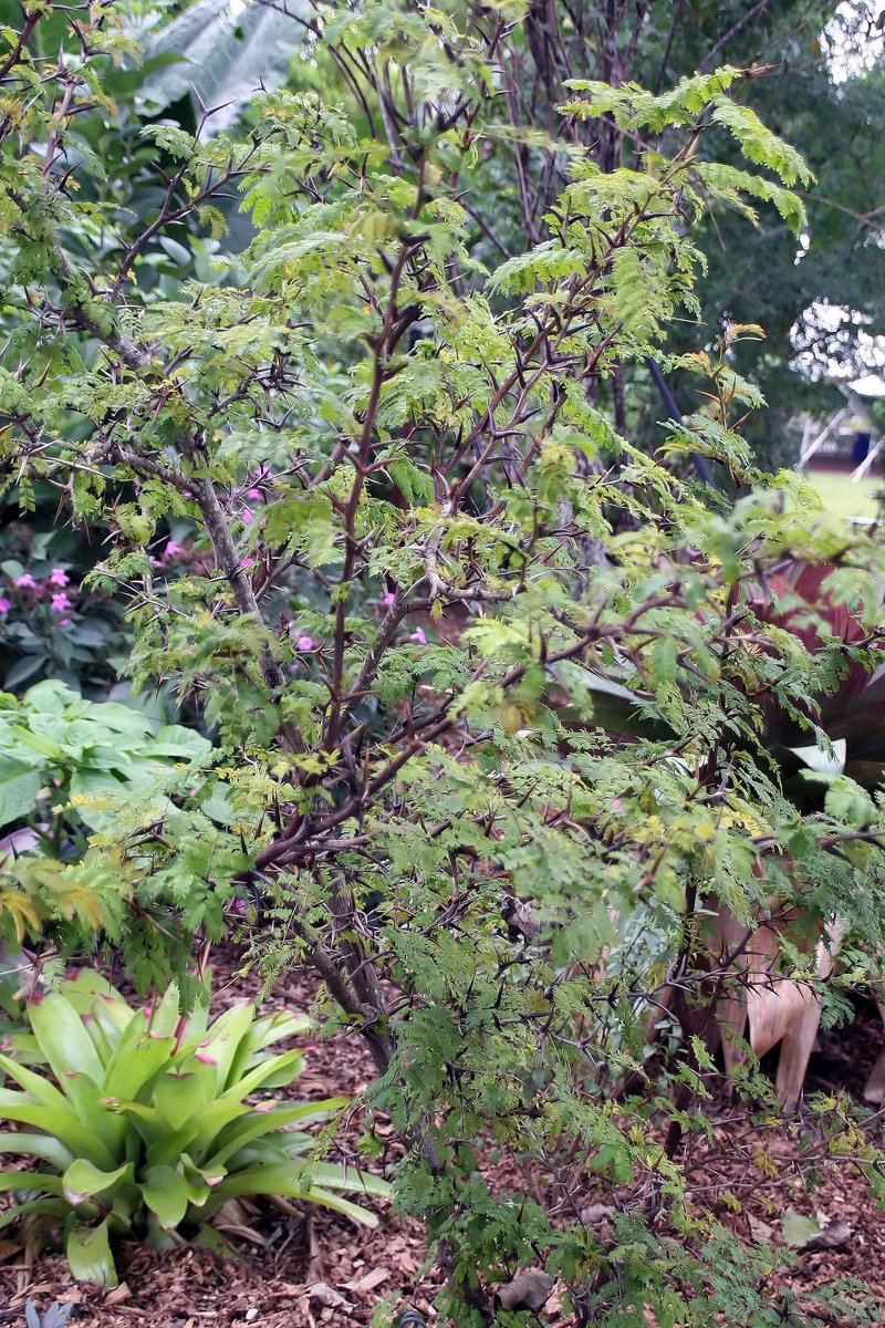 Bullhorn Wattle photo 7