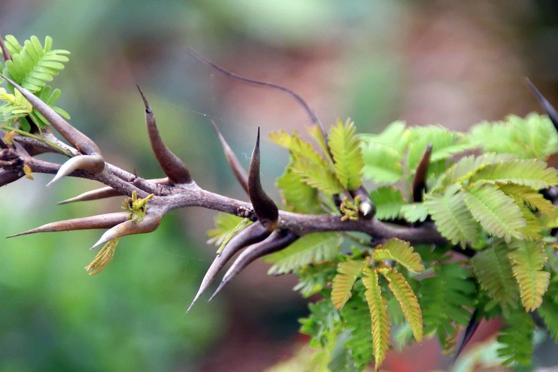 Bullhorn Wattle photo 2
