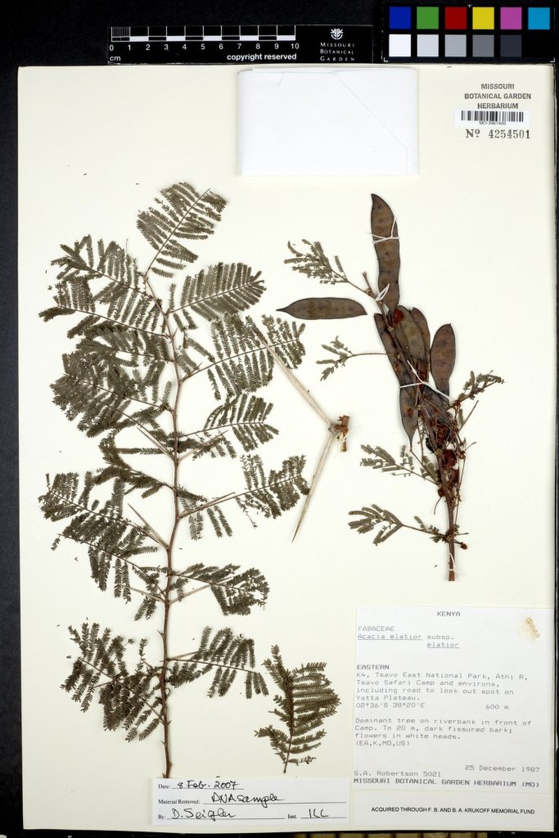 Vachellia elatior subsp. elatior