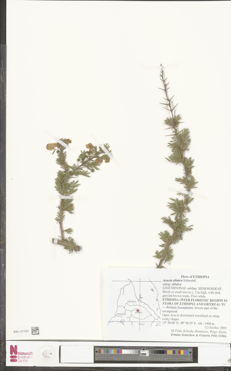 Vachellia etbaica subsp. etbaica