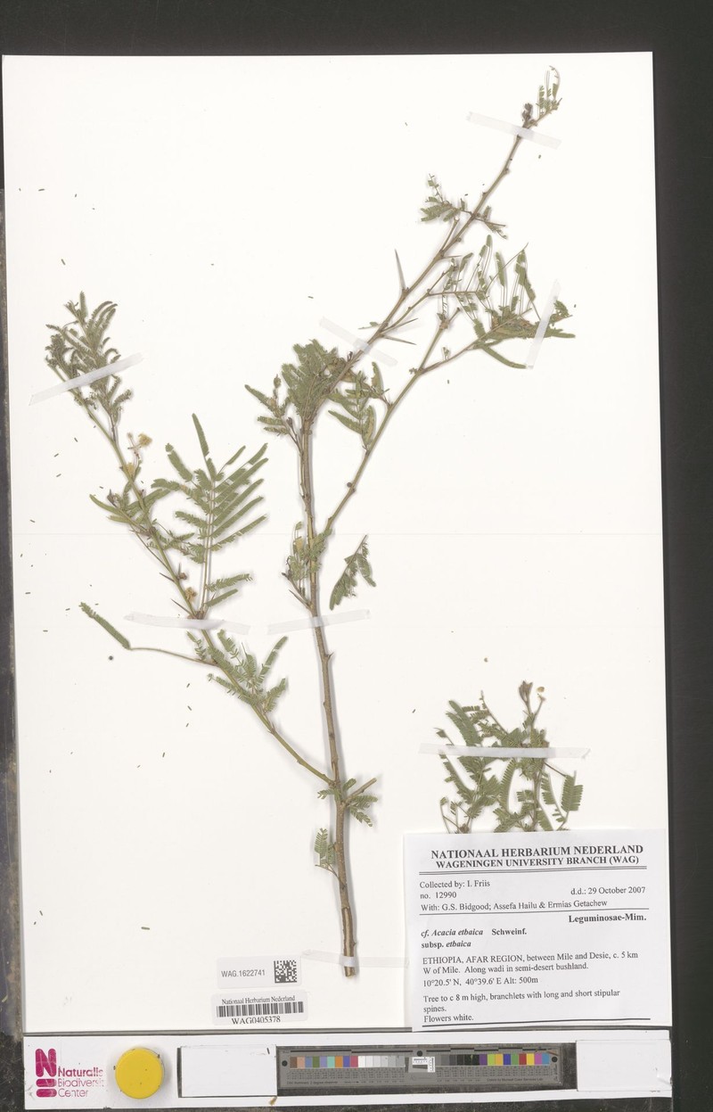 Vachellia etbaica subsp. etbaica photo 2