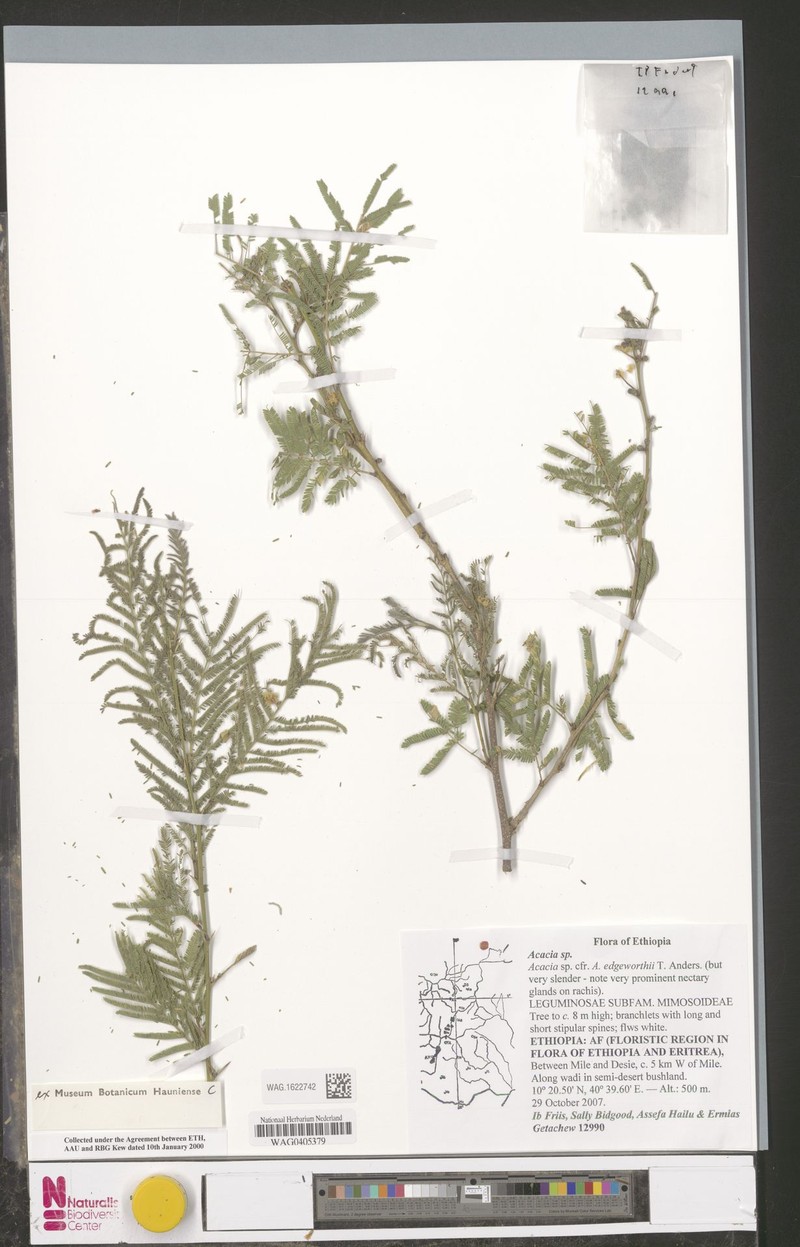 Vachellia etbaica subsp. etbaica photo 3