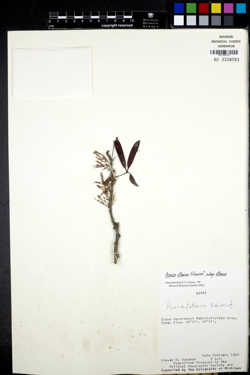Vachellia etbaica subsp. etbaica photo 4