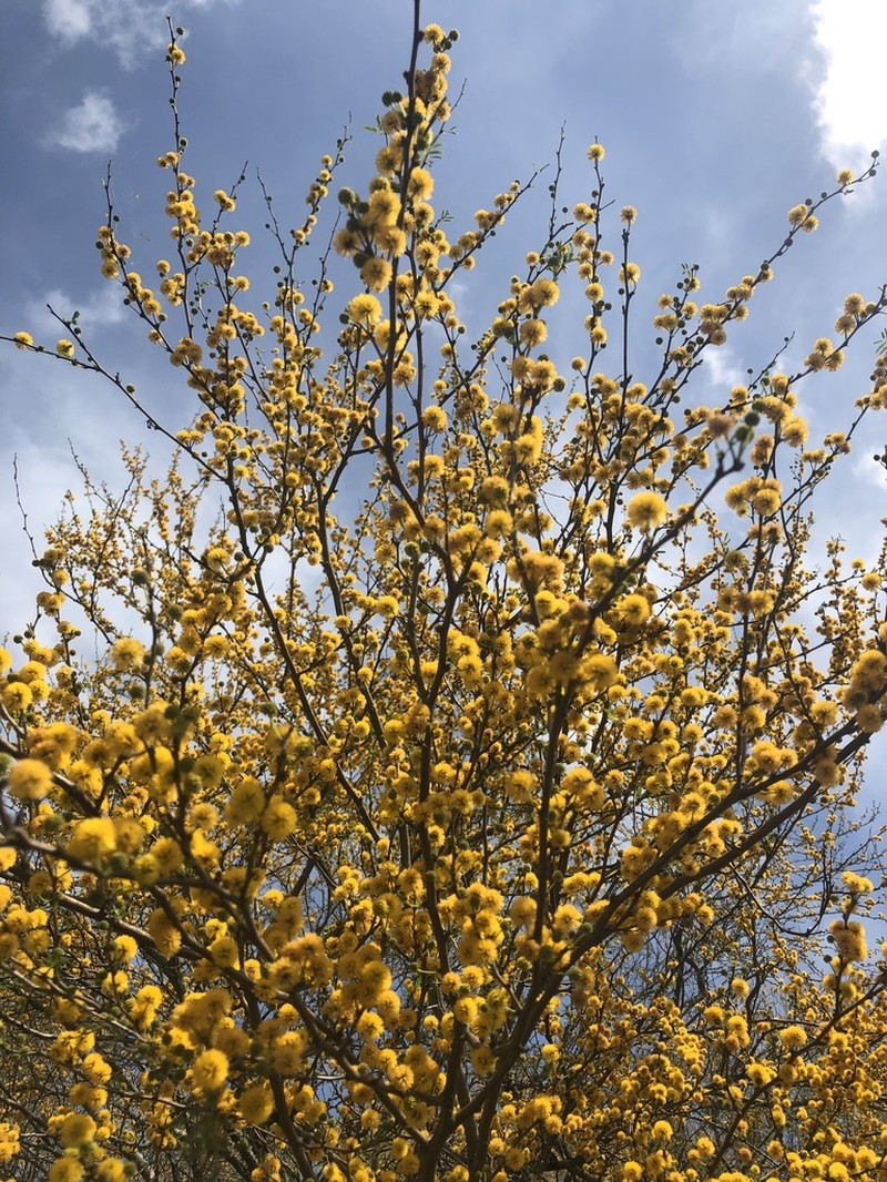 Sweet Acacia photo 4