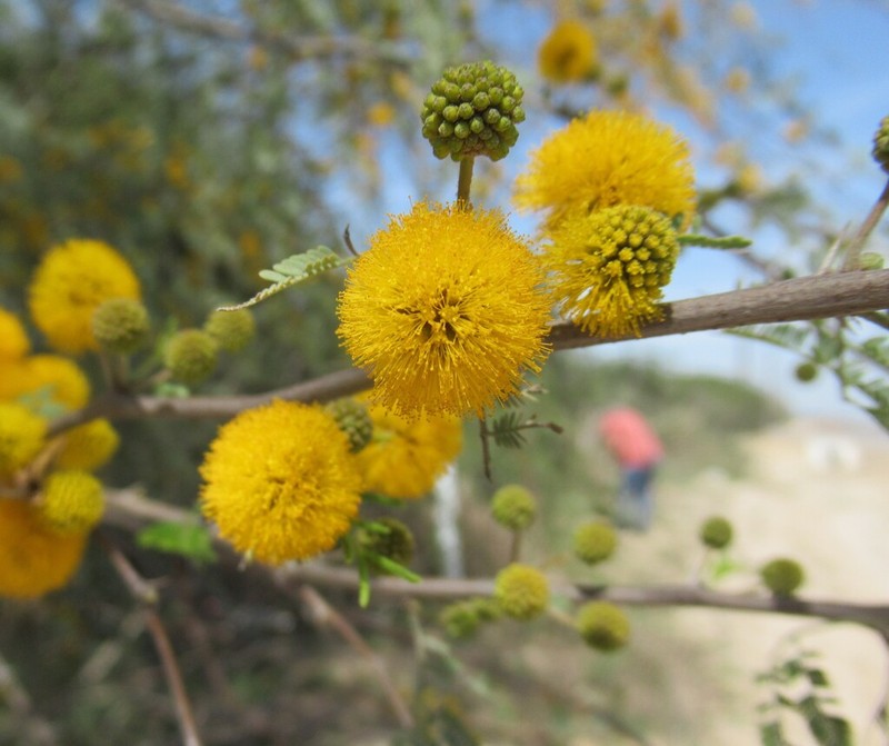 Sweet Acacia photo 5
