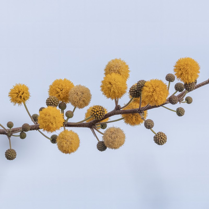 Sweet Acacia photo 6