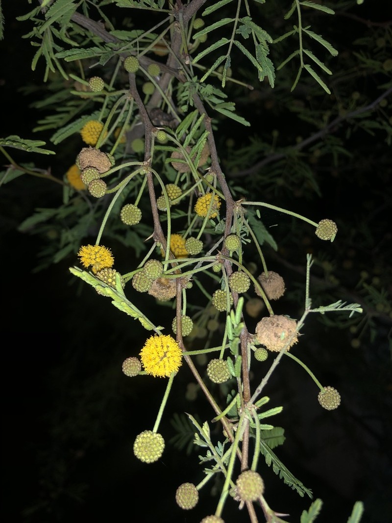 Sweet Acacia photo 7