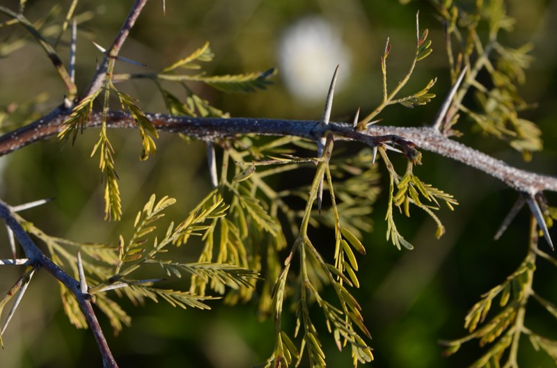 Vachellia farnesiana var. farnesiana