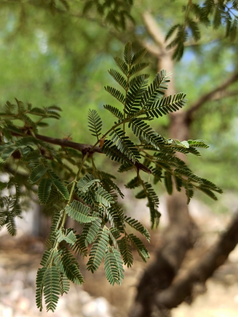 Vachellia farnesiana var. farnesiana photo 2
