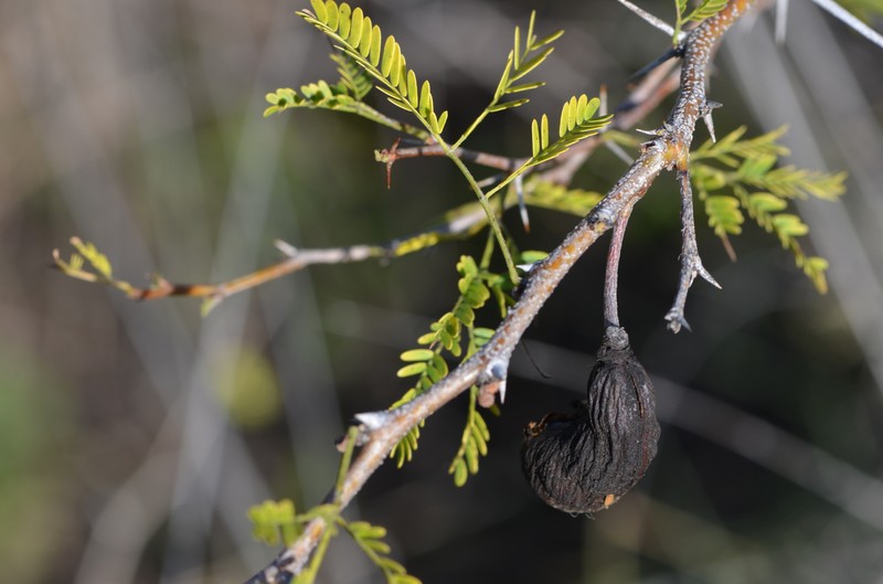 Vachellia farnesiana var. farnesiana photo 3