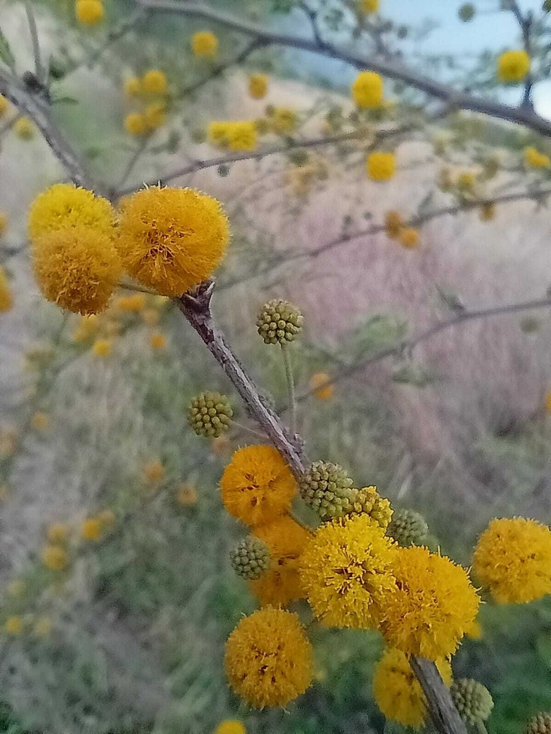 Vachellia farnesiana var. farnesiana photo 5