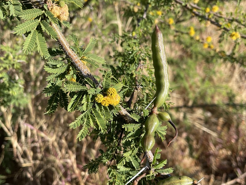 Vachellia farnesiana var. farnesiana photo 6