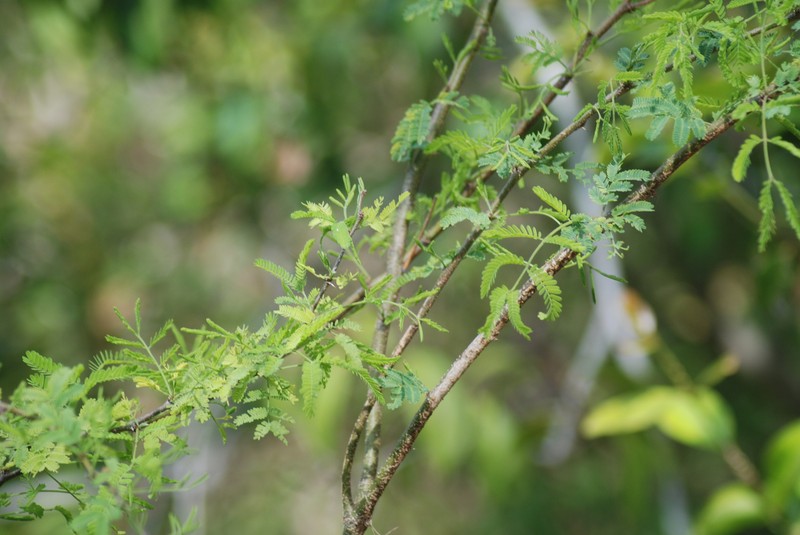 Vachellia farnesiana var. farnesiana photo 8