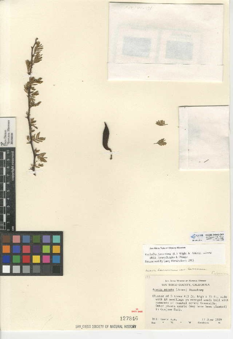 Vachellia farnesiana var. minuta