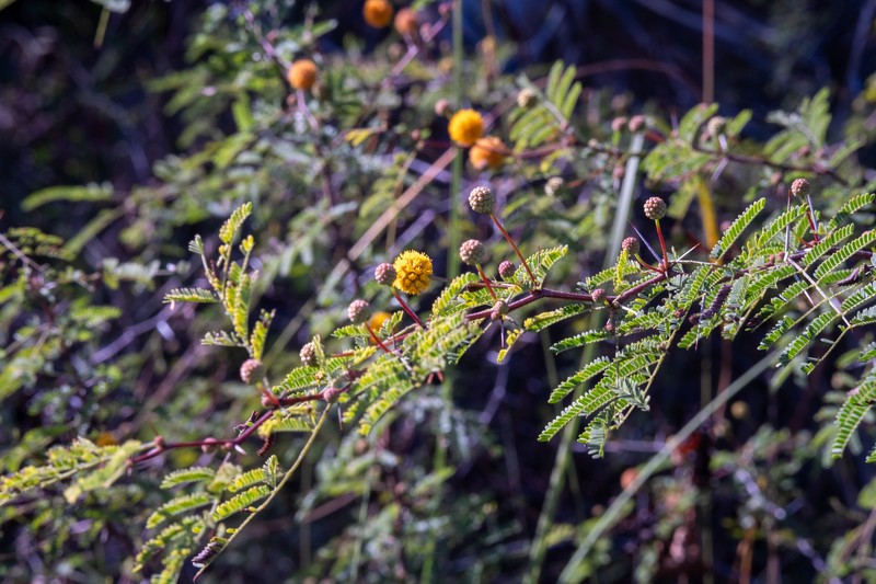 Vachellia farnesiana var. pinetorum