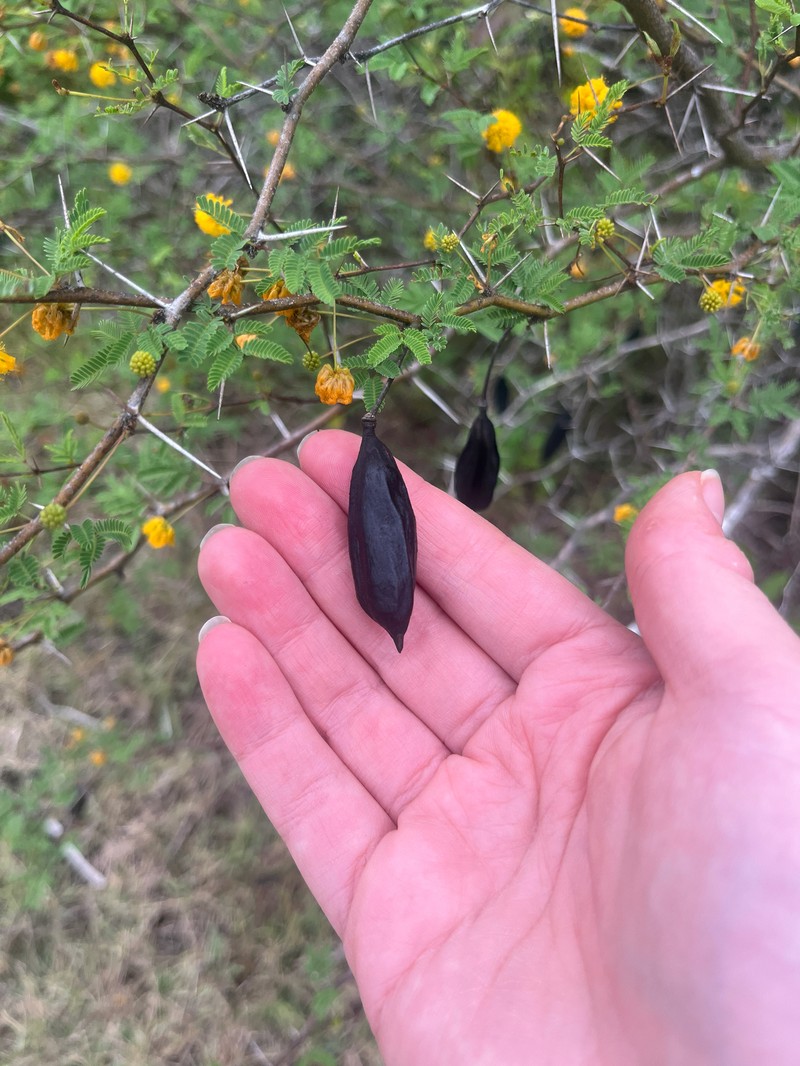 Vachellia farnesiana var. pinetorum photo 2