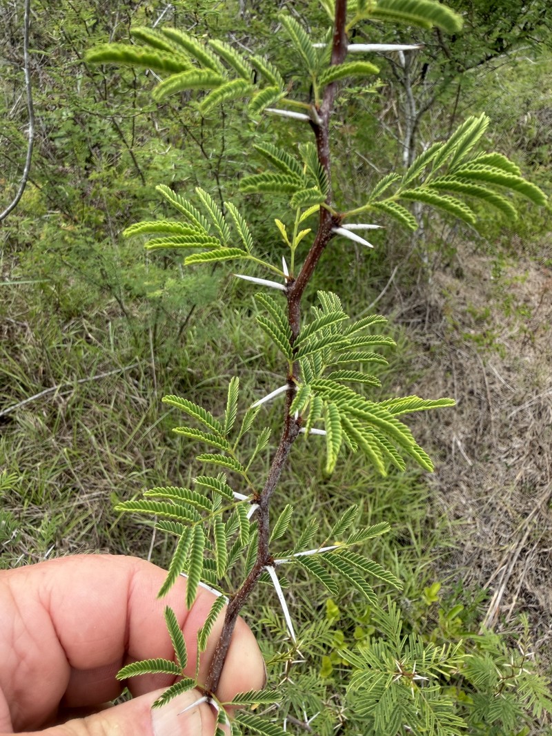 Vachellia farnesiana var. pinetorum photo 3
