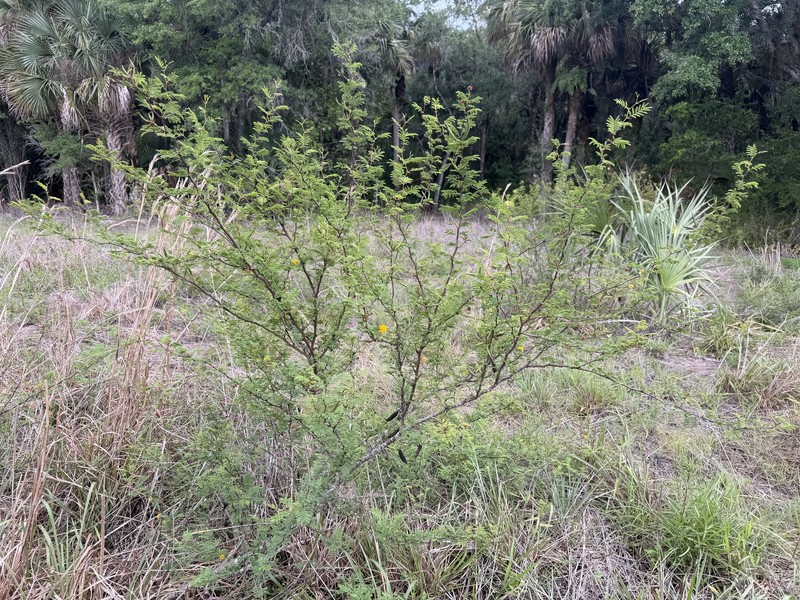 Vachellia farnesiana var. pinetorum photo 4