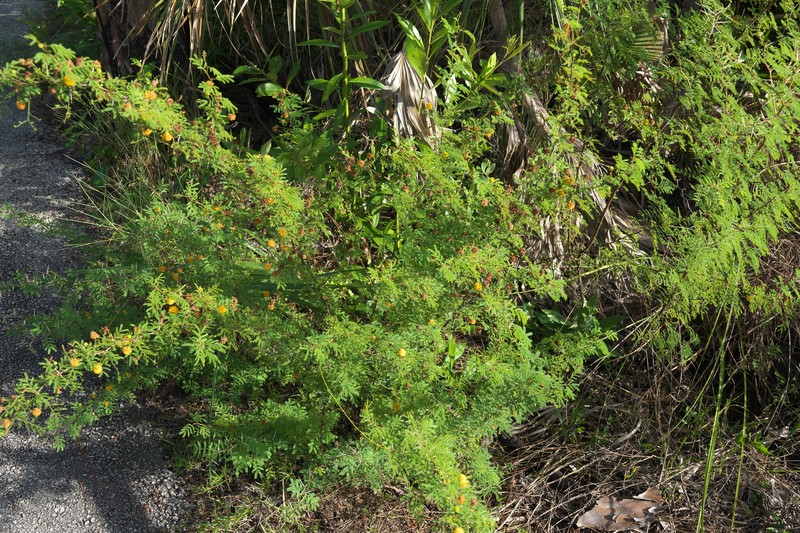 Vachellia farnesiana var. pinetorum photo 5