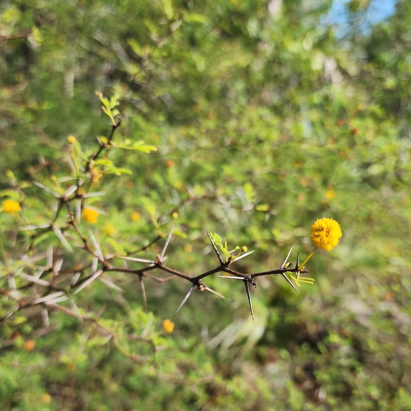 Vachellia farnesiana var. pinetorum photo 6
