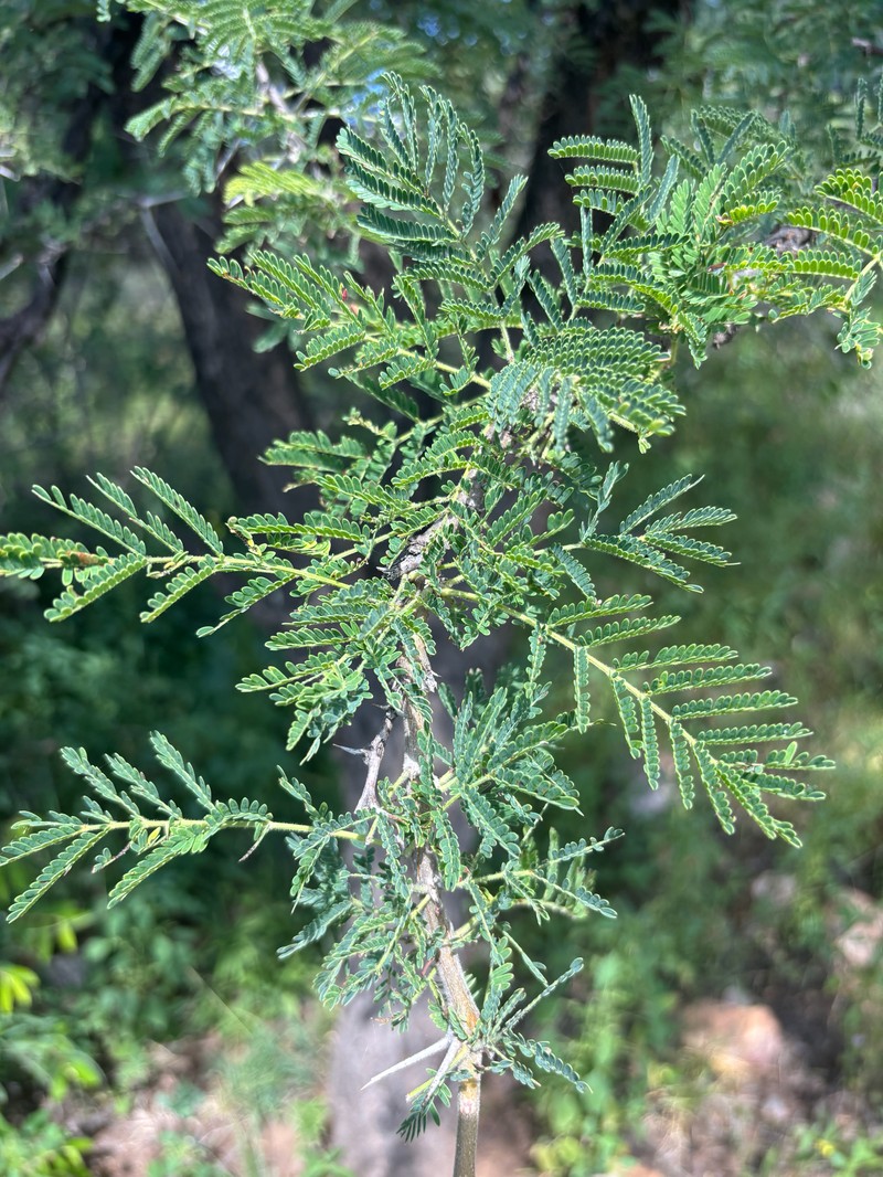 Vachellia gerrardi var. gerrardi