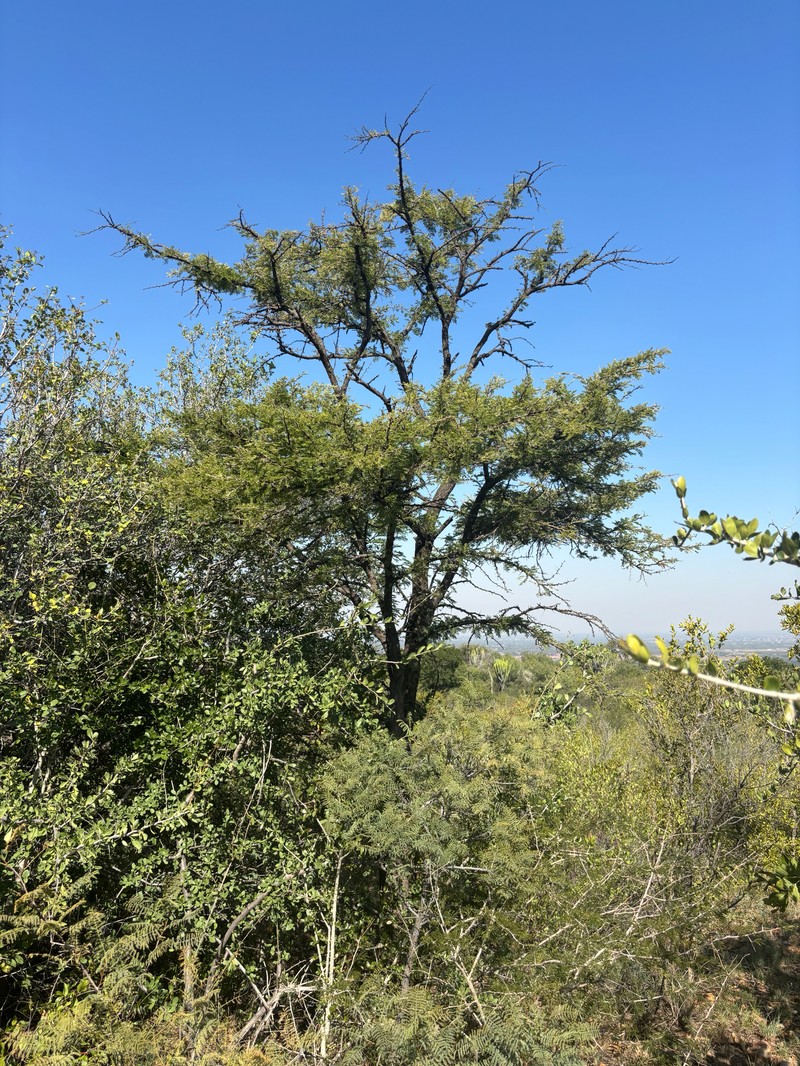 Vachellia gerrardi var. gerrardi photo 2