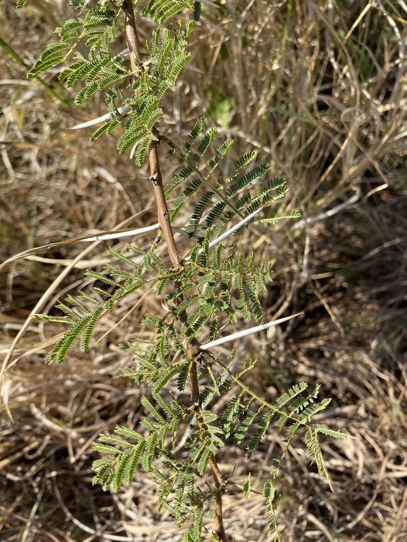 Vachellia gerrardi var. gerrardi photo 3