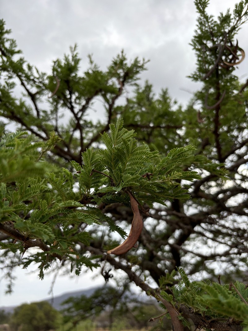 Vachellia gerrardi var. gerrardi photo 4