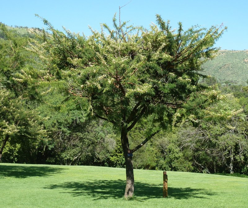 Vachellia gerrardii