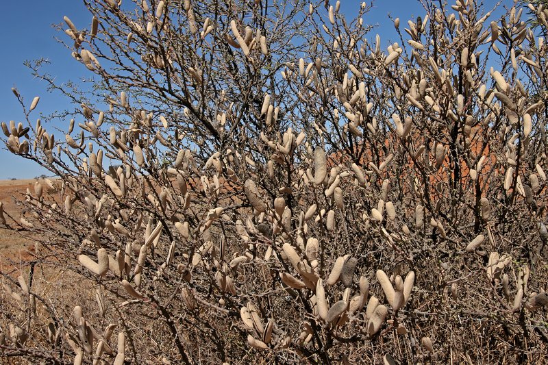 Vachellia hebeclada