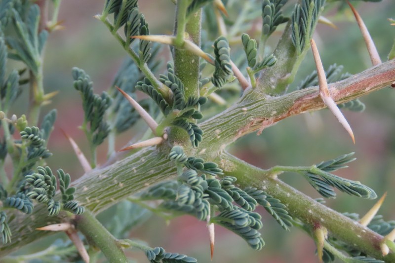 Vachellia hebeclada subsp. hebeclada