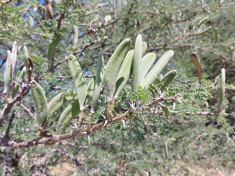 Vachellia hebeclada subsp. hebeclada photo 2
